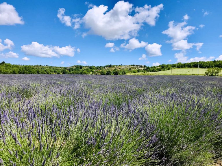 Read more about the article Valensole Lavender fields: Practical tips and when to visit (Provence)