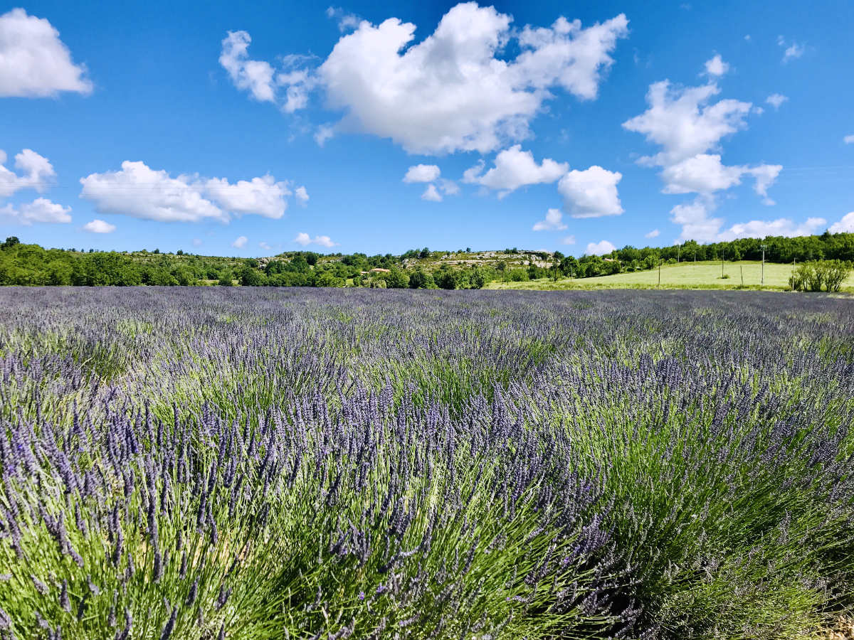 Read more about the article Valensole Lavender fields: Tips and When to visit (Provence)
