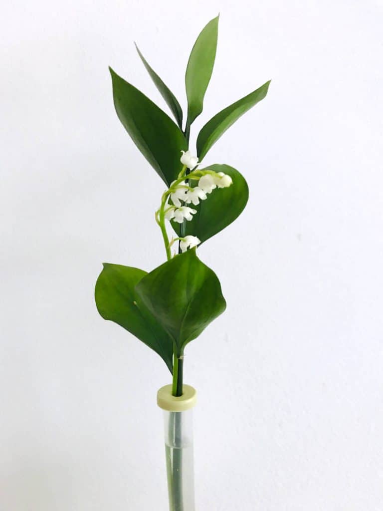 A single stem of white Muguet (lily of the valley) for luck