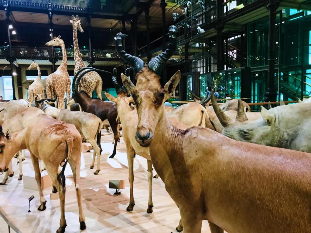 Deer at the Grande galerie de l'Évolution