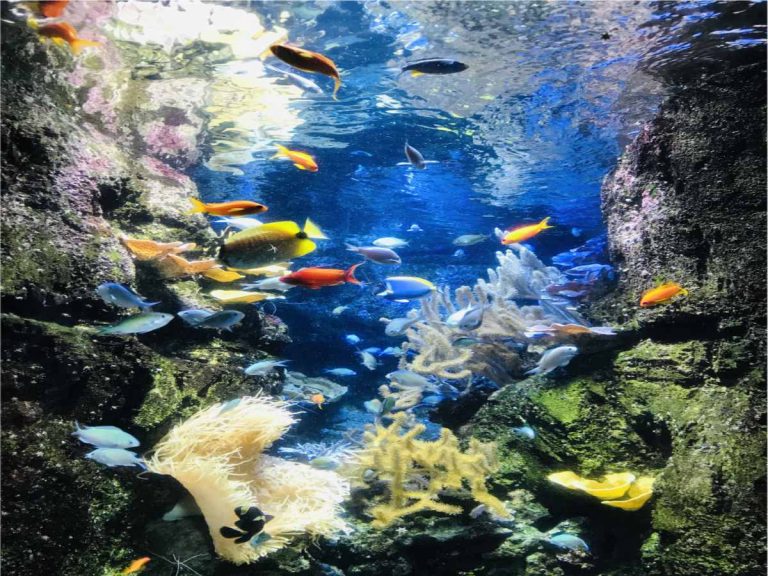 Read more about the article Aquarium de Paris: Diving into the underwater world at the base of the Eiffel tower