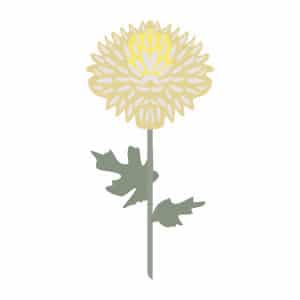 Chrysanthemums illustration