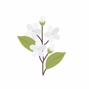 Jasmine flower illustration