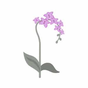 Orchid illustration