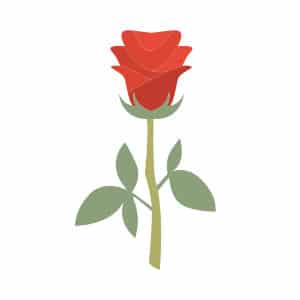 red rose illustration