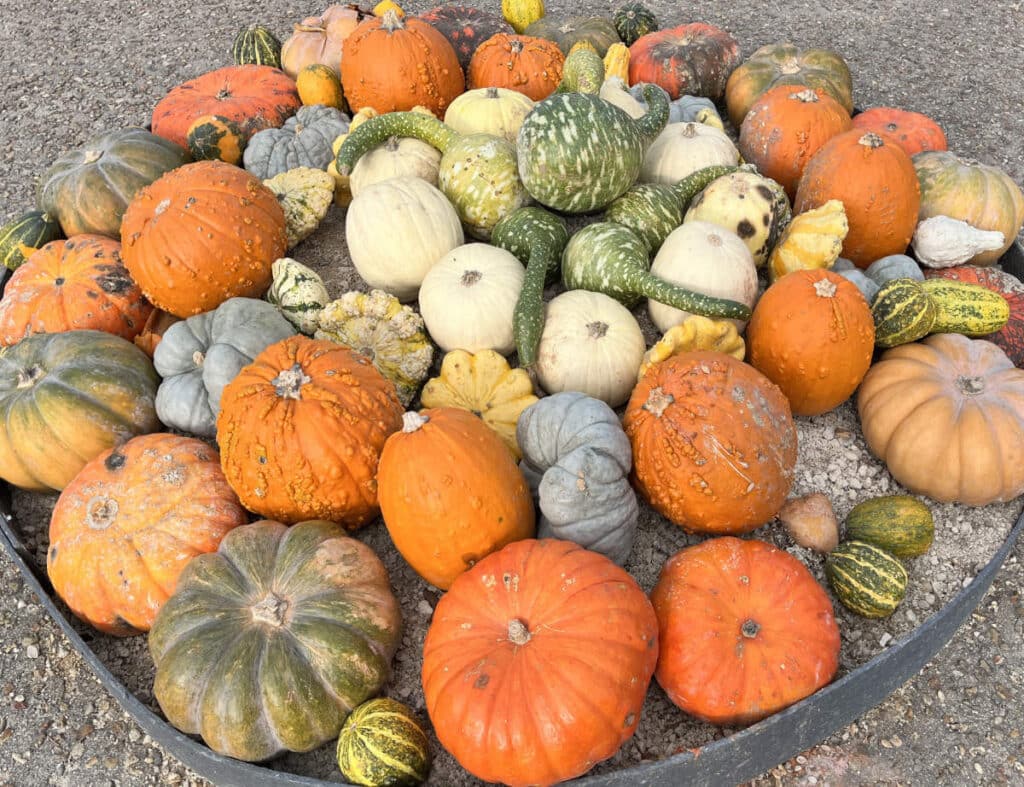 Pumpkins on the ground, in France