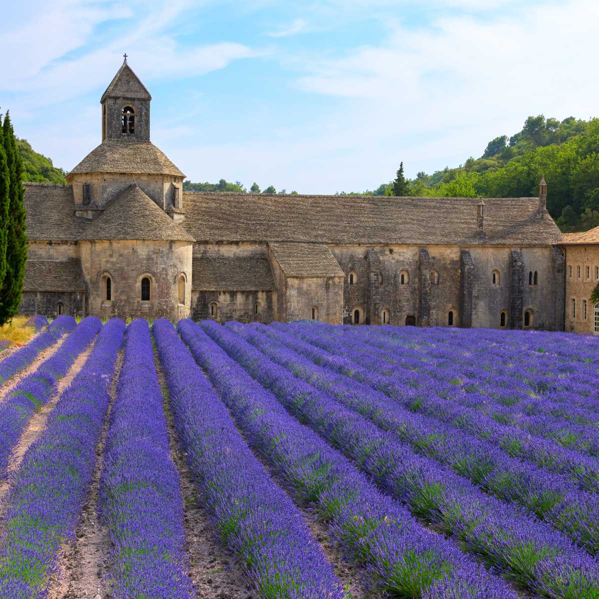 You are currently viewing Sénanque Abbey with lavender fields: Travel guide (Provence)