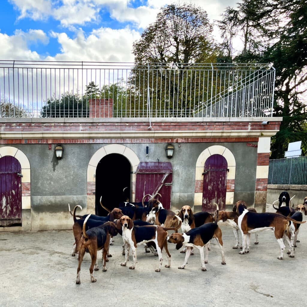 The dogs at Cheverny