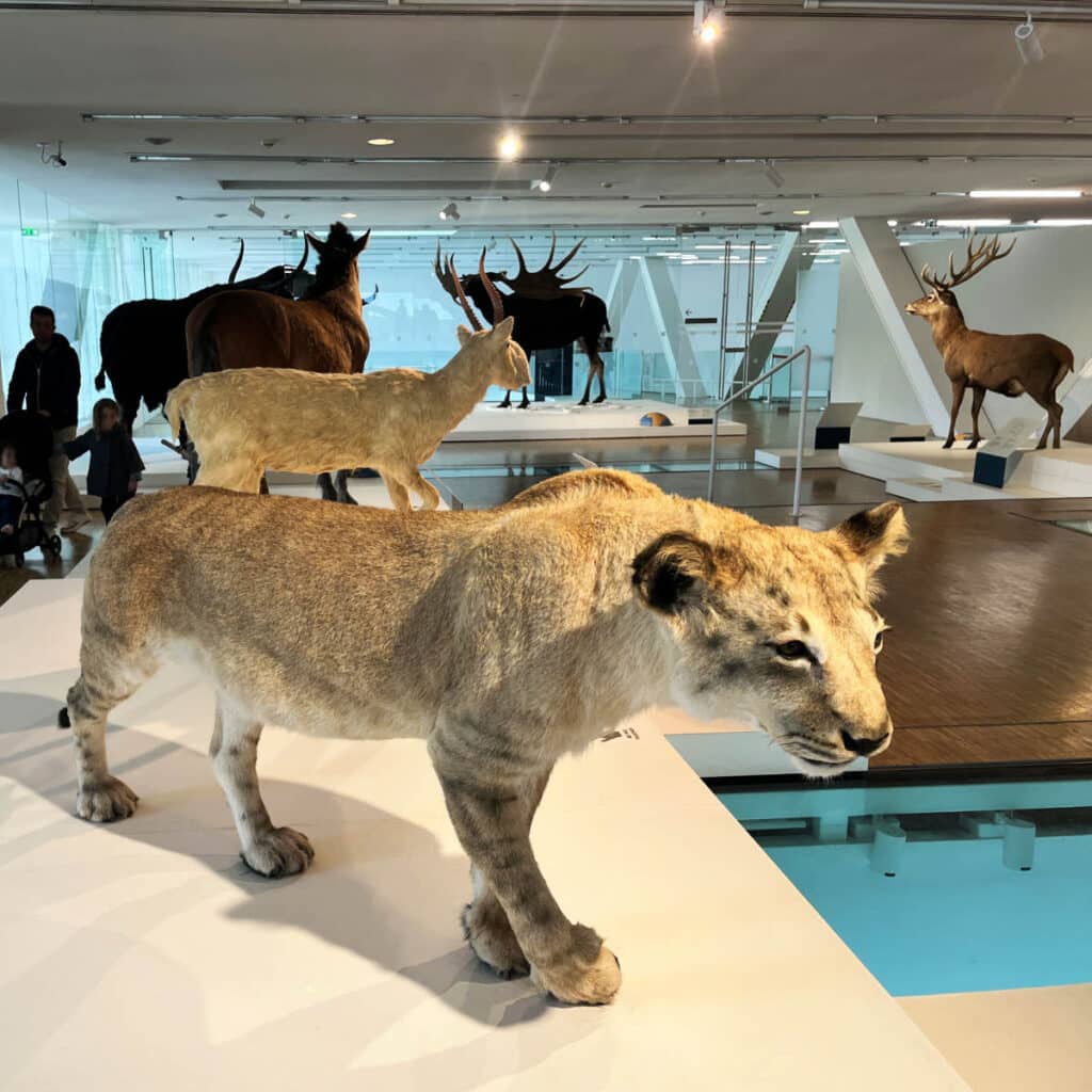 Prehistoric animals exhibit at Grotte Cosquer
